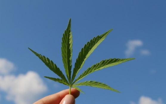 Boom för översättning för cannabisföretag